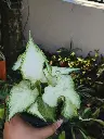 1000195149.webp