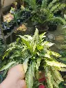 1000195138.webp