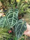 1000195126.webp