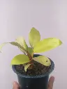 1000193111.webp