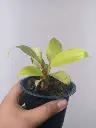 1000193110.webp