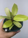 1000193108.webp