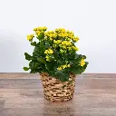 1000192555.webp