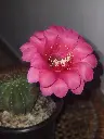1000231783.webp
