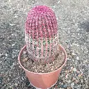 1000192606.webp