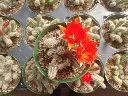 1000192612.webp