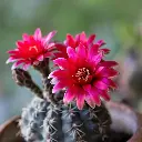 1000192608.webp