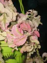 1000193188.webp