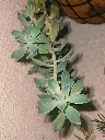 Succulent plant