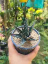 Fasciated haworthia