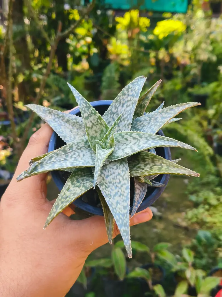 Aloe 'white fox'