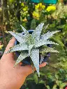 Aloe 'white fox'
