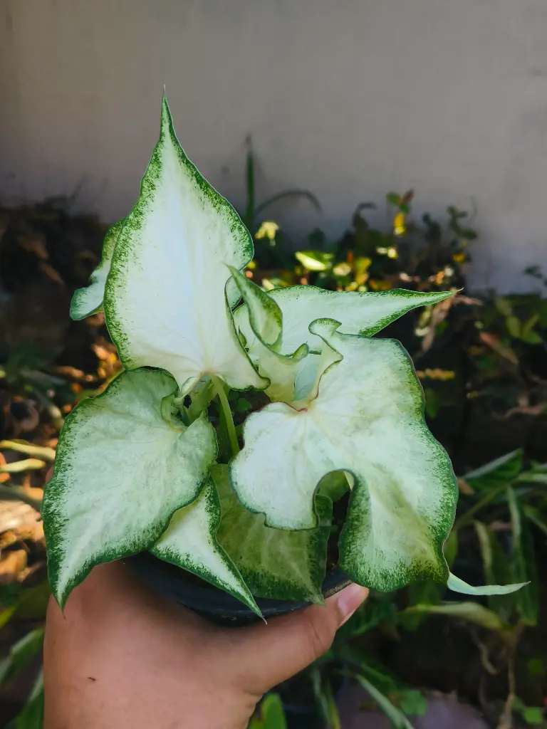 Caladium Bicolor