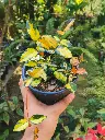 Multicolour Asiatic jasmine
