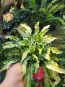 Arrowhead syngonium