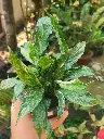 Veriegated peace lily