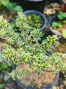 Snowrose plant