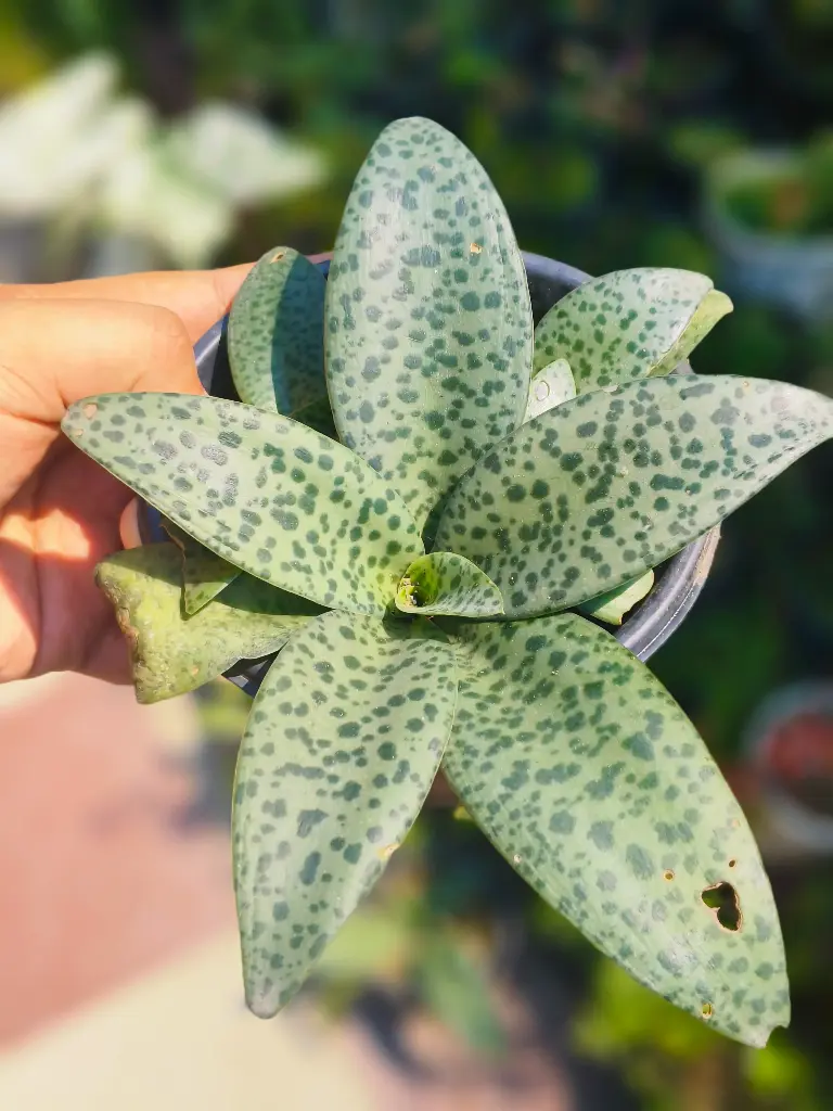 Ledebouria plant