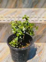 Jade plant