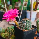 Lobivia hybrid pink