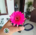 Lobivia hybrid pink blaze