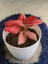 Aglaonema Deep Red