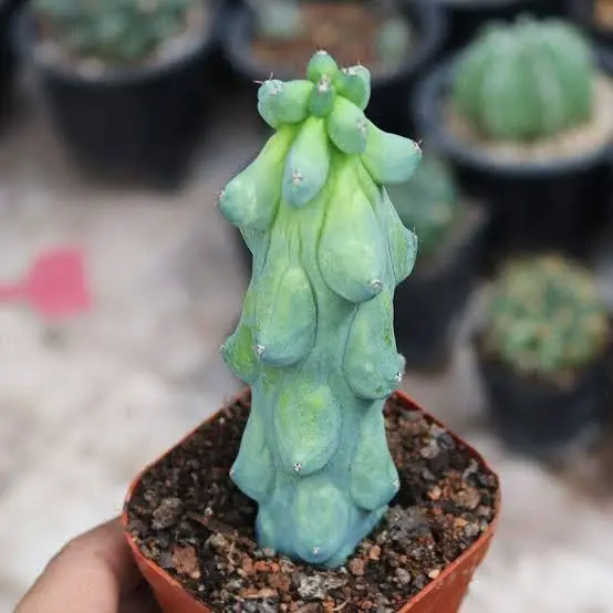 Myrtillocactus geometrizans fukurokuryuzinboku | booby Cactus