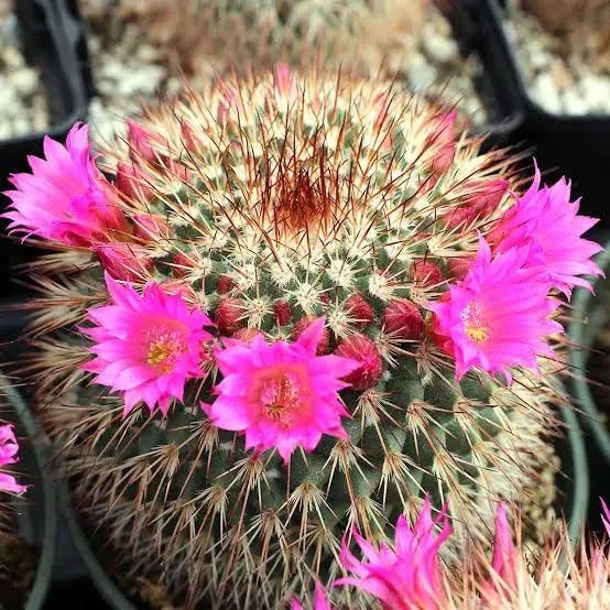 Mamillarria Spinossima