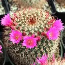 Mamillarria Spinossima