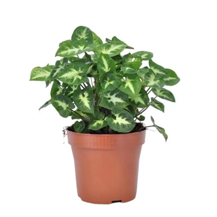 Syngonium goosefoot