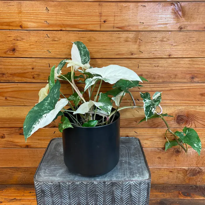Syngonium white beauty