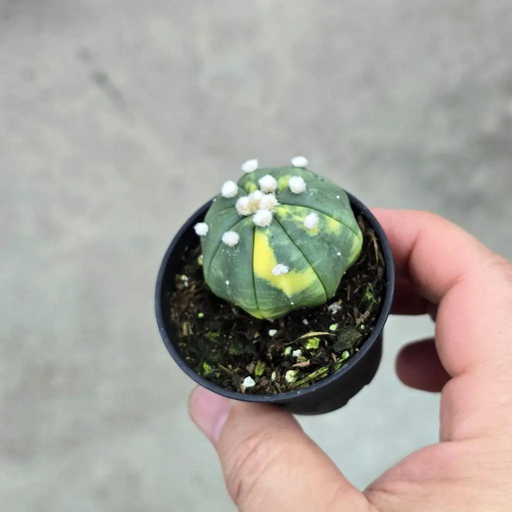 Astrophytum asterias veriegata