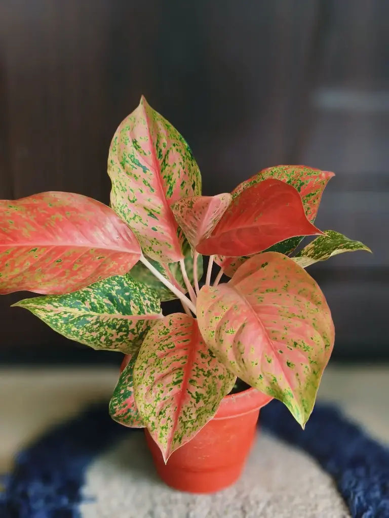 Aglaonema peach beauty