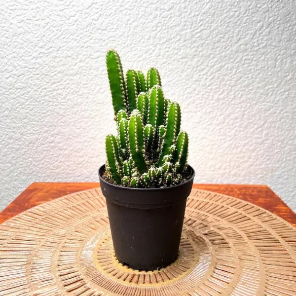 Castle Cactus | Acanthocereus tetragonous