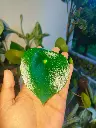 Chinese money plant