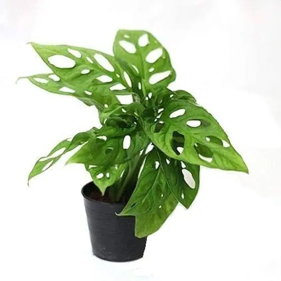 Monstera adansonii