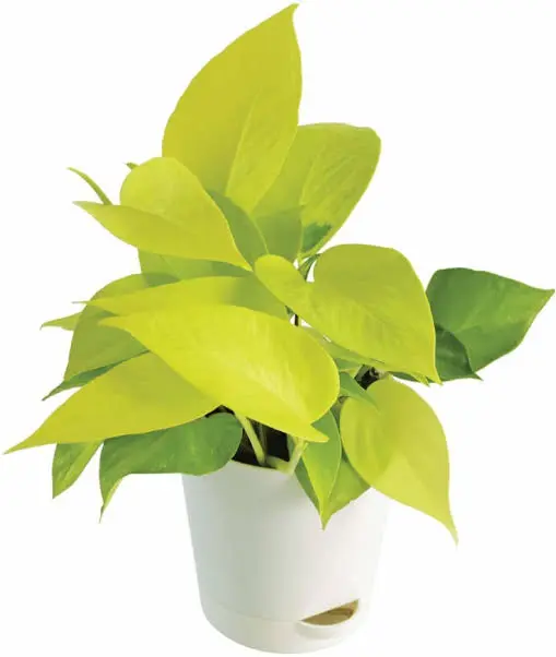 Evergreen money plant