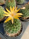 Mamillarria beneckei