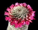 Mamillarria Spinossima