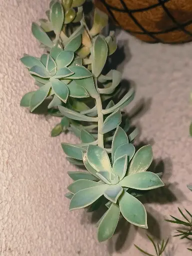 Succulent plant