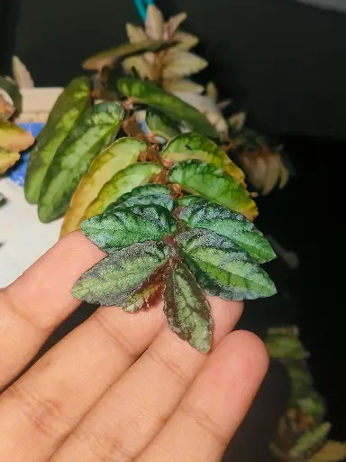 Pellionia plant