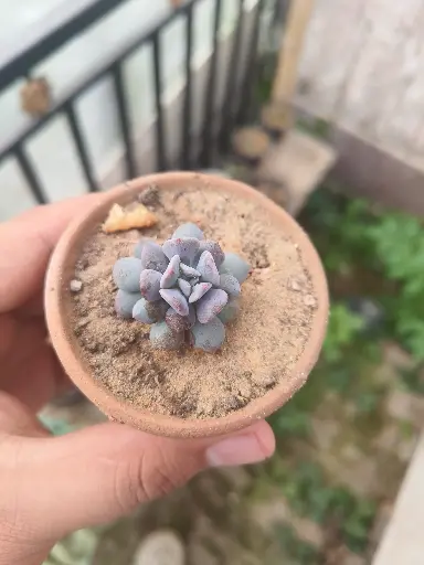 Succulent plant