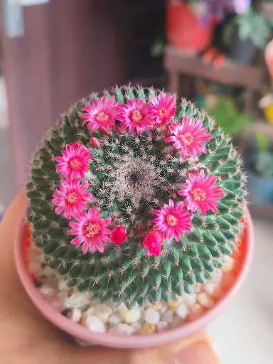 Mamillarria Mystax