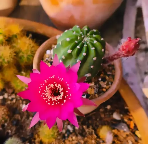 Lobivia hybrid pink