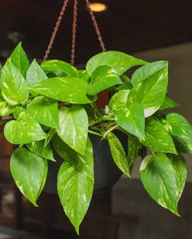 Money plant