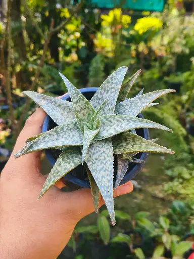 Aloe 'white fox'