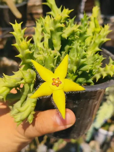Orbea somata