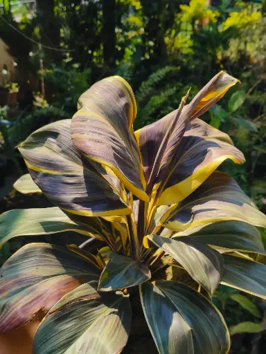 Cordyline Chocolate Queen Plant 
