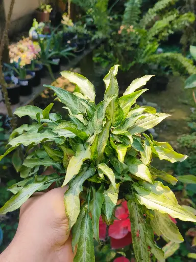 Arrowhead syngonium