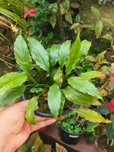 Peace lily